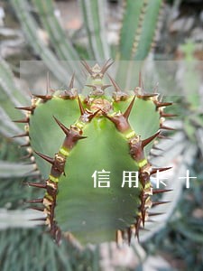 信用卡十四万逾期后果 信用卡十四万逾期后果