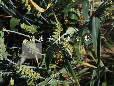 信用卡十次逾期
