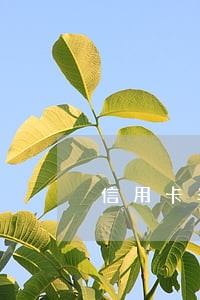 信用卡半个月逾期会上征信吗 信用卡半个月逾期会上征信吗