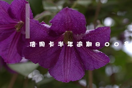 信用卡半年逾期800多亿 信用卡半年逾期800多亿
