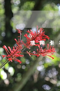 信用卡半年逾期两次 信用卡半年逾期两次
