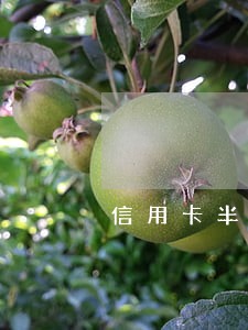 信用卡半年都逾期两天还款 信用卡半年都逾期两天还款
