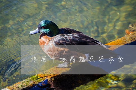 信用卡协商能只还本金 信用卡协商能只还本金