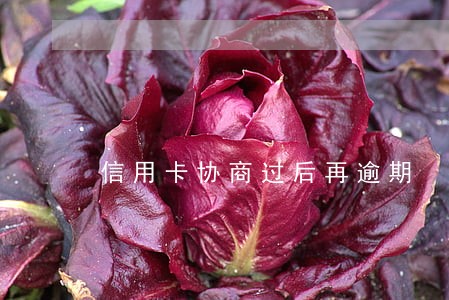 信用卡协商过后再逾期 信用卡协商过后再逾期