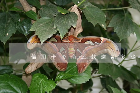 信用卡协商还款逾期多少天 信用卡协商还款逾期多少天