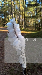 信用卡协商逾期一个月
