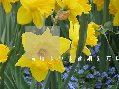 信用卡单卡逾期5万以下