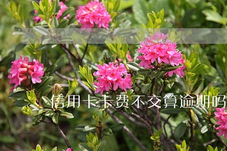 信用卡卡费不交算逾期吗 信用卡卡费不交算逾期吗