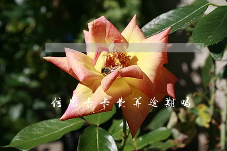 信用卡卡费算逾期吗 信用卡卡费算逾期吗