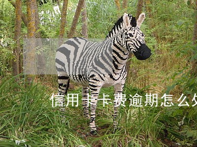 信用卡卡费逾期怎么处理 信用卡卡费逾期怎么处理