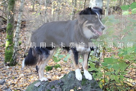 信用卡卡费逾期记录如何消除