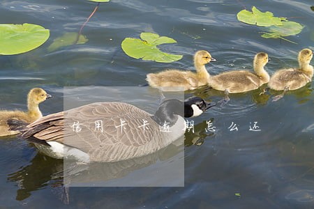 信用卡卡逾期怎么还