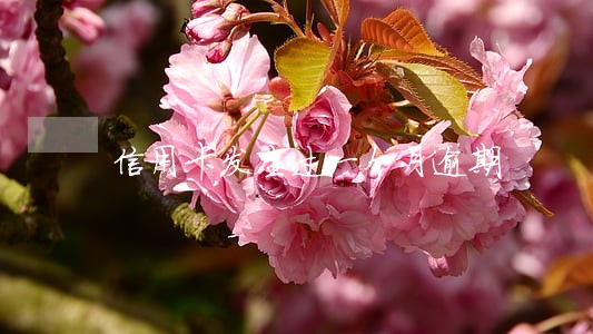 信用卡发生过一个月逾期