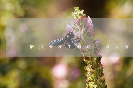 信用卡发生逾期可以买房 信用卡发生逾期可以买房