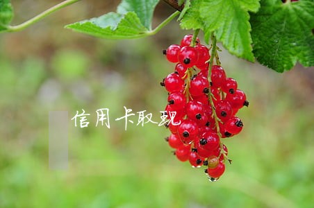 信用卡取现 信用卡取现