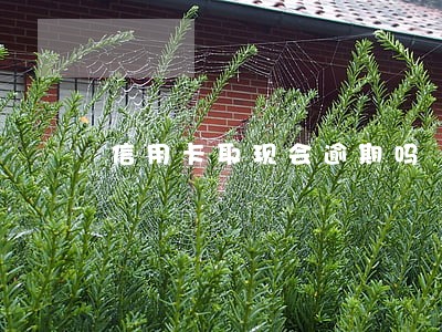 信用卡取现会逾期吗 信用卡取现会逾期吗