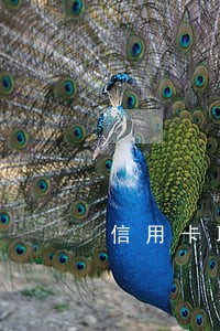 信用卡取现还一半算逾期吗 信用卡取现还一半算逾期吗