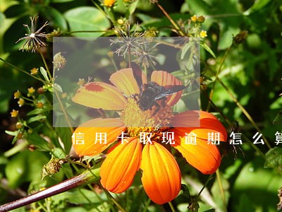 信用卡取现逾期怎么算了吗