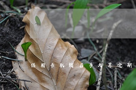信用卡取钱后多久算逾期 信用卡取钱后多久算逾期