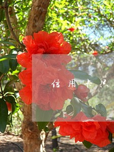 信用卡只要不逾期 信用卡只要不逾期