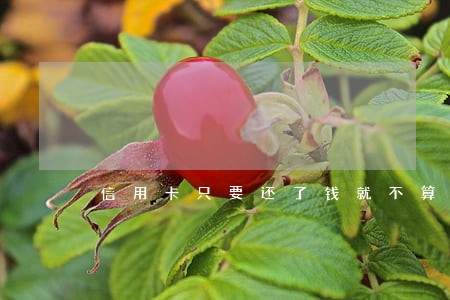 信用卡只要还了钱就不算逾期