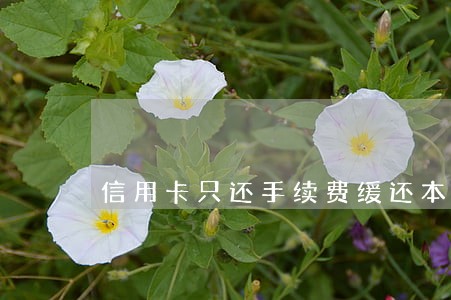 信用卡只还手续费缓还本金 信用卡只还手续费缓还本金