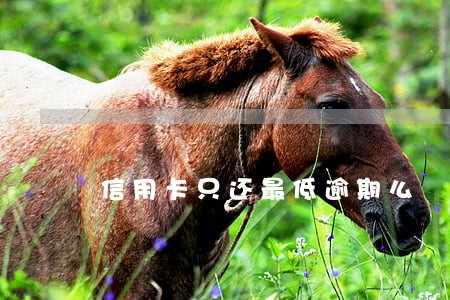 信用卡只还最低逾期么 信用卡只还最低逾期么