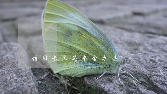 信用卡只还本金办法 信用卡只还本金办法