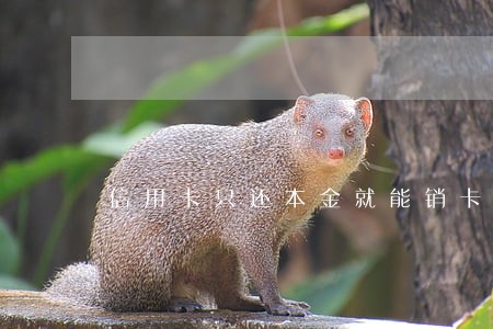 信用卡只还本金就能销卡 信用卡只还本金就能销卡