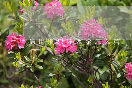 信用卡只还本金怎么算 信用卡只还本金怎么算