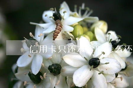 信用卡只还本金时怎么还法 信用卡只还本金时怎么还法