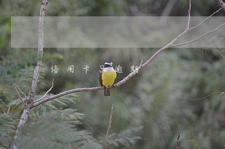 信用卡只逾期
