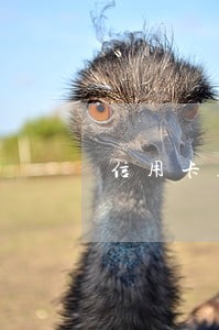 信用卡只逾期只还本金可以吗