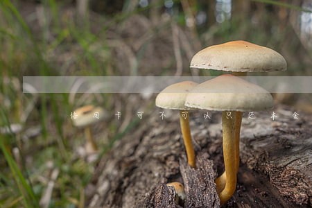 信用卡可不可以只还本金 信用卡可不可以只还本金