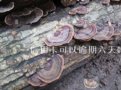 信用卡可以逾期六天吗 信用卡可以逾期六天吗
