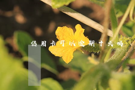 信用卡可以逾期十天吗 信用卡可以逾期十天吗