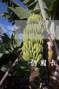 信用卡可以逾期没还款吗 信用卡可以逾期没还款吗