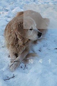 信用卡司法处理后怎么办 信用卡司法处理后怎么办