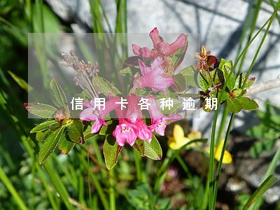 信用卡各种逾期