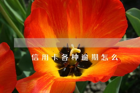 信用卡各种逾期怎么