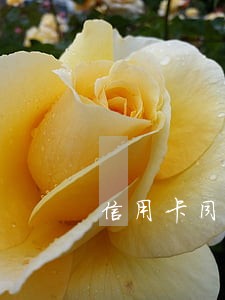 信用卡同行可以查逾期吗 信用卡同行可以查逾期吗