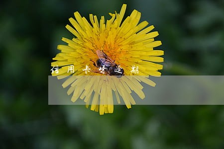 信用卡呀逾期 信用卡呀逾期