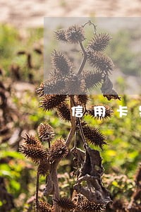 信用卡呆账和逾期的区别 信用卡呆账和逾期的区别