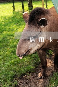信用卡呆账怎么转成逾期 信用卡呆账怎么转成逾期