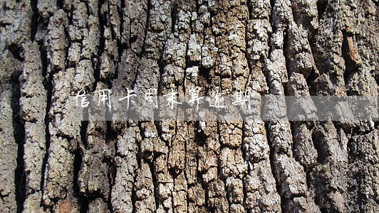 信用卡周末算逾期