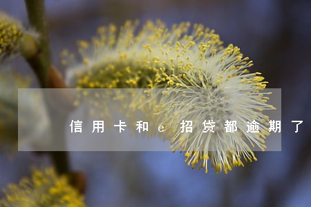 信用卡和e招贷都逾期了 信用卡和e招贷都逾期了
