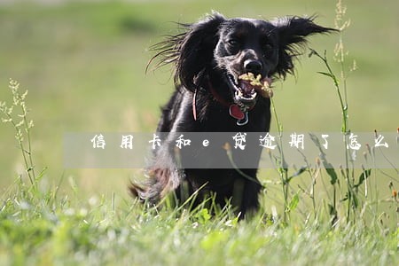 信用卡和e贷逾期了怎么办 信用卡和e贷逾期了怎么办