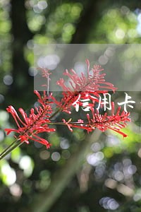 信用卡和小贷公司逾期 信用卡和小贷公司逾期