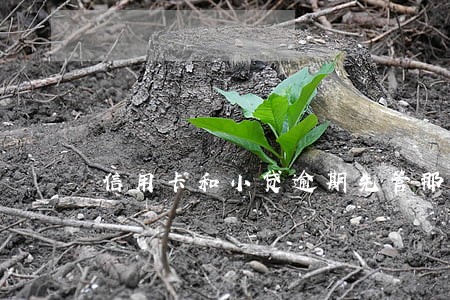 信用卡和小贷逾期先管那个 信用卡和小贷逾期先管那个