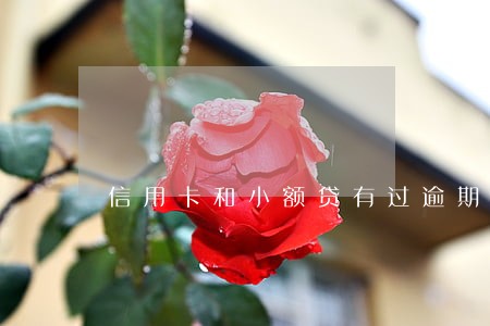 信用卡和小额贷有过逾期 信用卡和小额贷有过逾期
